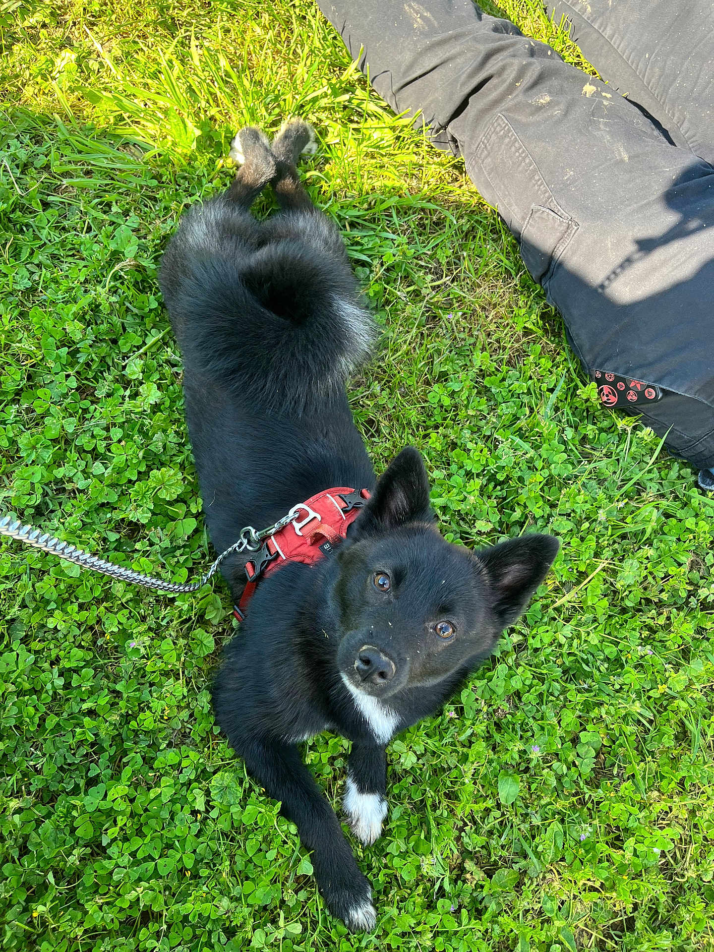 Millow participe au concours pour gagner de l'argent avec cette photo : dog, black_dog, grass, outdoor, pet, canine, harness, leash, paw, person, pants, relaxing, nature, sunlight, greenery, animal, looking_up, cute, companion, resting