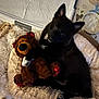 Millow participe au concours pour gagner de l'argent avec cette photo : dog, stuffed_toy, bed, black_dog, plush, cuddling, pet, indoor, food_bowl, cozy, fur, animal, cute, resting, looking_up, soft_texture, home, comfort, toy, sleeping_area