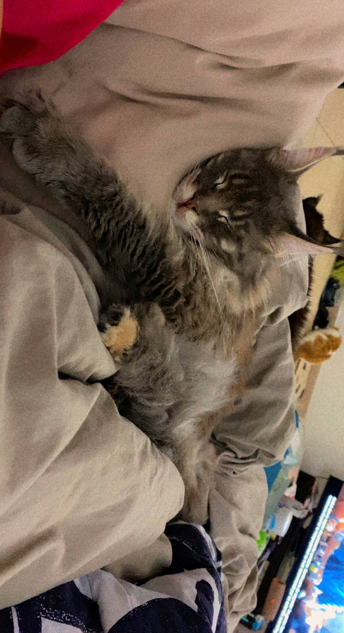 Tayli participe au concours pour gagner de l'argent avec cette photo : beard, bird, bird_of_prey, canidae, carnivore, cat, claw, comfort, facial_hair, feather, felidae, fur, grey, hat, moustache, room, small_to_medium_sized_cats, vertebrate, whiskers, wing