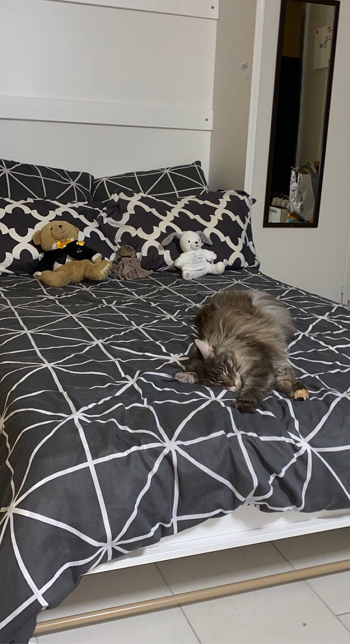 Tayli a rejoint le concours — aidez-le/la à gagner de superbes lots ! carnivore, comfort, couch, fawn, felidae, floor, flooring, grey, hardwood, interior_design, linens, living_room, mammal, pattern, small_to_medium_sized_cats, terrestrial_animal, textile, vertebrate, whiskers, wood