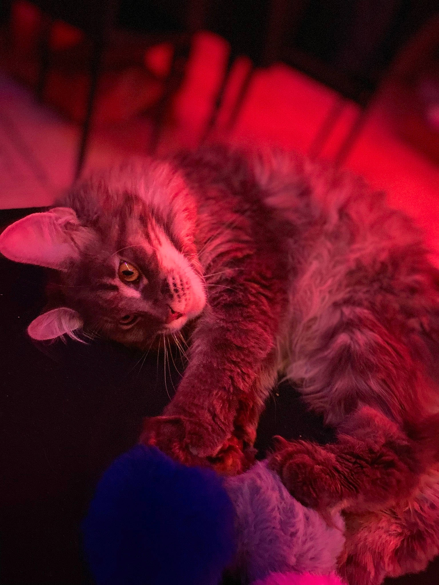 Tayli a rejoint le concours — aidez-le/la à gagner de superbes lots ! bed, carnivore, cat, close_up, comfort, darkness, domestic_short_haired_cat, ear, event, felidae, fur, magenta, mammal, paw, purple, small_to_medium_sized_cats, snout, tail, vertebrate, whiskers