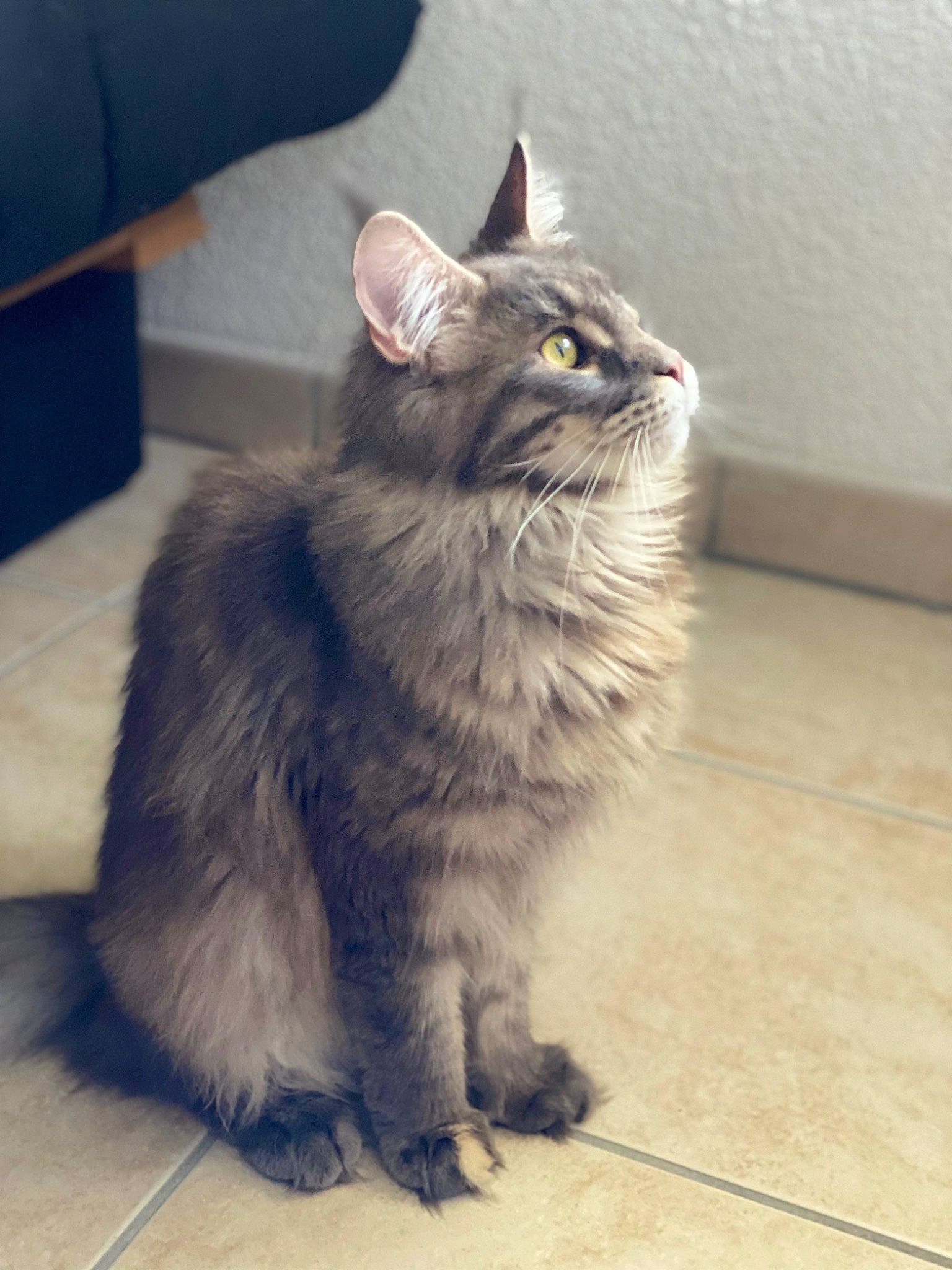 Tayli participe au concours pour gagner de l'argent avec cette photo : black_cat, box, british_longhair, carnivore, cat, claw, domestic_short_haired_cat, felidae, flooring, fur, grey, maine_coon, paw, sitting, small_to_medium_sized_cats, snout, tail, terrestrial_animal, whiskers, window