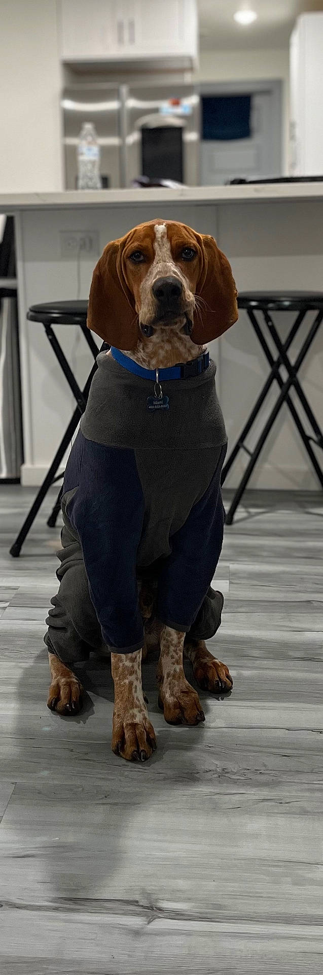 Mani is registered to the contest to win money with this photo: animal, attentive, black, brown, canine, collar, dog, floor, furniture, home, indoor, kitchen, looking, modern, pet, portrait, seated, stool, sweater, white