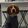 Mani is registered to the contest to win money with this photo: animal, brown_and_white, canine, collar, companion, cute, dog, domestic_animal, ears, floor, furniture, house, indoor, jacket, kitchen, looking_at_camera, pet, portrait, stool, table