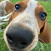 Mani joined the competition — help win amazing prizes! animal, brown, canine, close_up, curious, daylight, dog, ears, eyes, face, friendly, grass, nature, nose, outdoor, pet, portrait, snout, whiskers, white