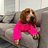 Mani joined the competition — help win amazing prizes! animal, blinds, brown_dog, comfortable, couch, cozy, cute, dog, fur, furniture, home, indoor, living_room, paws, pet, pink_sweater, portrait, relaxed, sitting, window