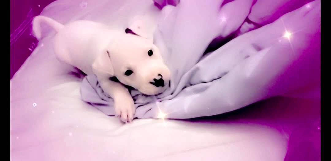 Goku is registered to the contest to win money with this photo: companion_dog, eyelash, flash_photography, flesh, fur, hand, happy, linens, macro_photography, magenta, monochrome_photography, nail, paw, petal, pink, plant, purple, toy, violet, whiskers