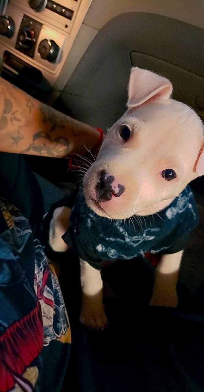 Goku joined the competition — help win amazing prizes! canidae, carmine, carnivore, companion_dog, dog_breed, dog_clothes, fawn, flesh, fur, jaw, kitchen_appliance, livestock, non_sporting_group, personal_protective_equipment, plastic, snout, suidae, toy, whiskers, working_animal