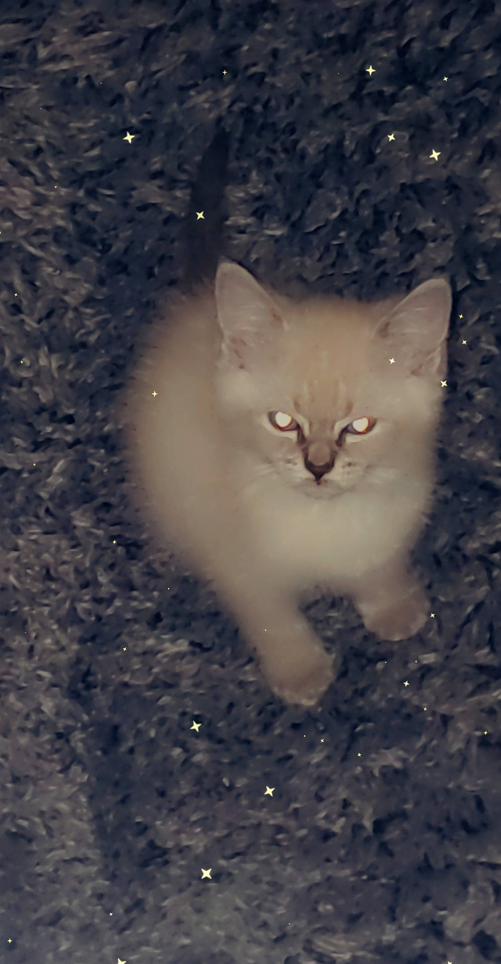 Ash is registered to the contest to win money with this photo: astronomical_object, carnivore, cat, darkness, domestic_short_haired_cat, fawn, felidae, fur, mammal, paw, sand, small_to_medium_sized_cats, snout, soil, tail, terrestrial_animal, whiskers