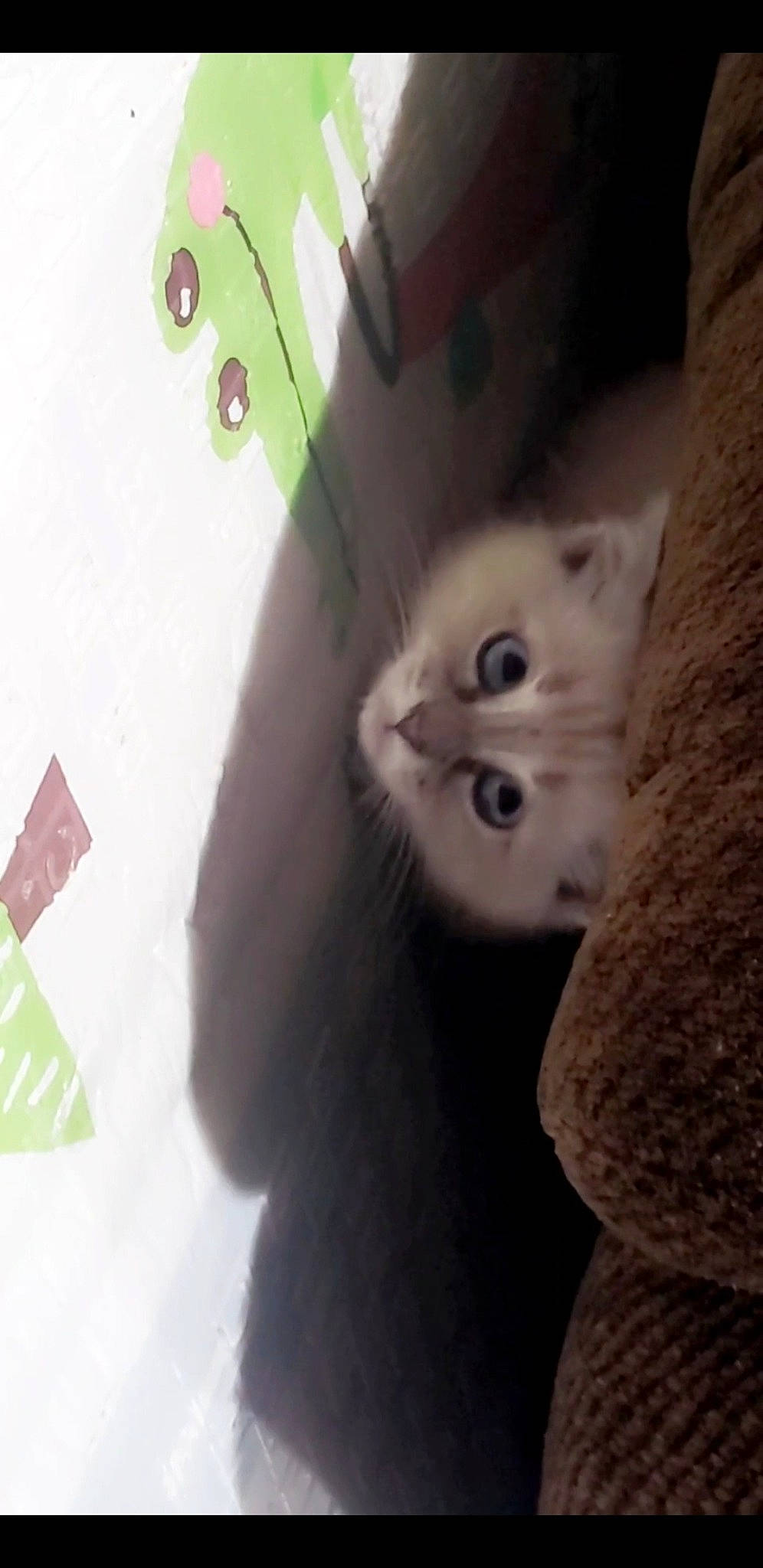 Ash is registered to the contest to win money with this photo: box, carnivore, cat, circle, domestic_short_haired_cat, felidae, fur, paw, small_to_medium_sized_cats, snout, tail, whiskers, window, wood