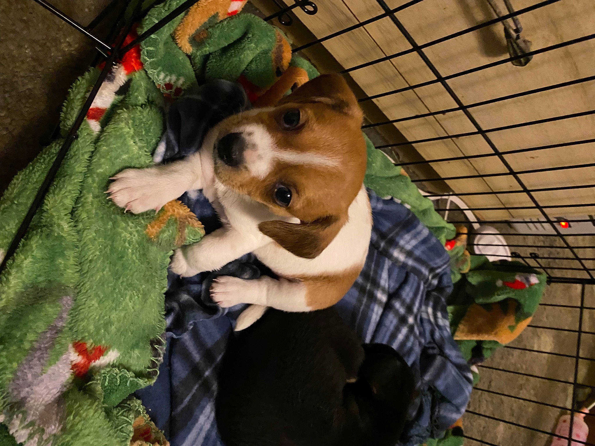 Dasiy is registered to the contest to win money with this photo: carnivore, child, companion_dog, dog, dog_breed, dog_clothes, fawn, fun, fur, grass, green, guard_dog, hat, leash, pattern, personal_protective_equipment, plaid, tartan, toy, working_animal