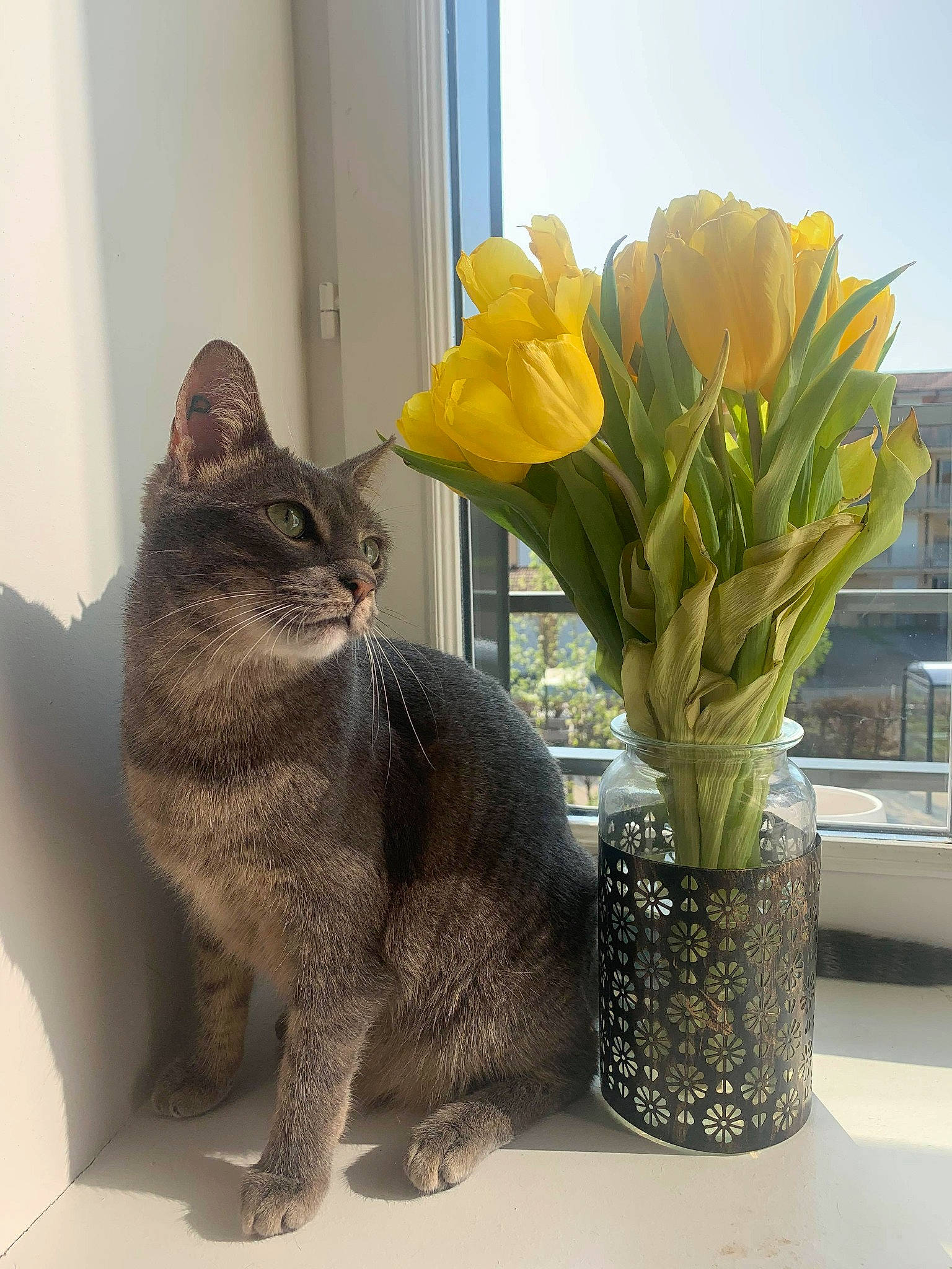 Pharaon participe au concours pour gagner de l'argent avec cette photo : amaryllis_belladonna, amaryllis_family, american_shorthair, carnivore, cat, domestic_short_haired_cat, european_shorthair, felidae, flower, flowerpot, kitten, narcissus, plant, room, small_to_medium_sized_cats, tabby_cat, tulip, whiskers, window, yellow