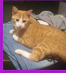 Damien is registered to the contest to win money with this photo: carnivore, cat, cat_supply, comfort, domestic_short_haired_cat, felidae, fur, paw, photo_caption, pleased, small_to_medium_sized_cats, tail, terrestrial_animal, whiskers