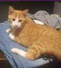 Damien is registered to the contest to win money with this photo: carnivore, cat, comfort, domestic_short_haired_cat, felidae, fur, paw, photo_caption, pleased, small_to_medium_sized_cats, tail, terrestrial_animal, whiskers