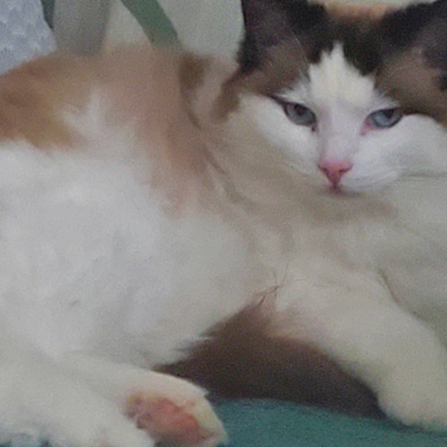 Tanis a rejoint le concours — aidez-le/la à gagner de superbes lots ! cat, fluffy, lounging, indoor, pet, feline, blue_eyes, white_fur, brown_fur, relaxed, paw, nose, whiskers, chair, domestic_animal, cute, animal, resting, fur, sleepy