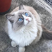 Meika De Celis a rejoint le concours — aidez-le/la à gagner de superbes lots ! cat, blue_eyes, fluffy, feline, pet, looking_up, whiskers, outdoor, concrete, pot, tail, gray_and_white, curious, cute, animal, domestic, fur, close_up, sitting, soft