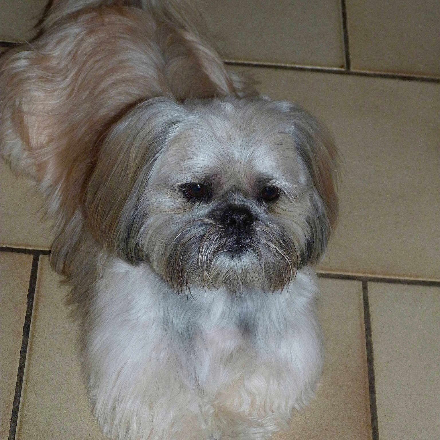 Benji