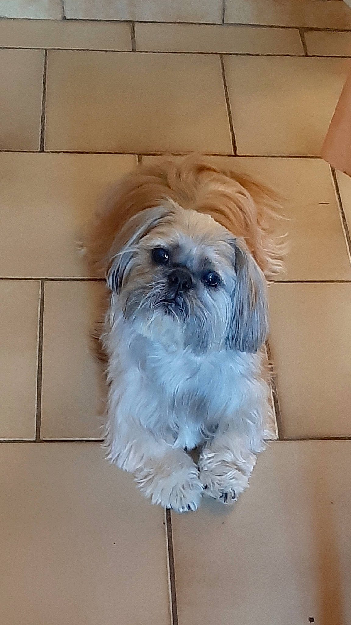 Benji participe au concours pour gagner de l'argent avec cette photo : affenpinscher, canidae, carnivore, chinese_imperial_dog, companion_dog, dog, dog_breed, kyi_leo, lhasa_apso, lowchen, mammal, morkie, non_sporting_group, poodle_crossbreed, puppy, rare_breed_dog, shih_tzu, snout, sporting_group, toy_dog