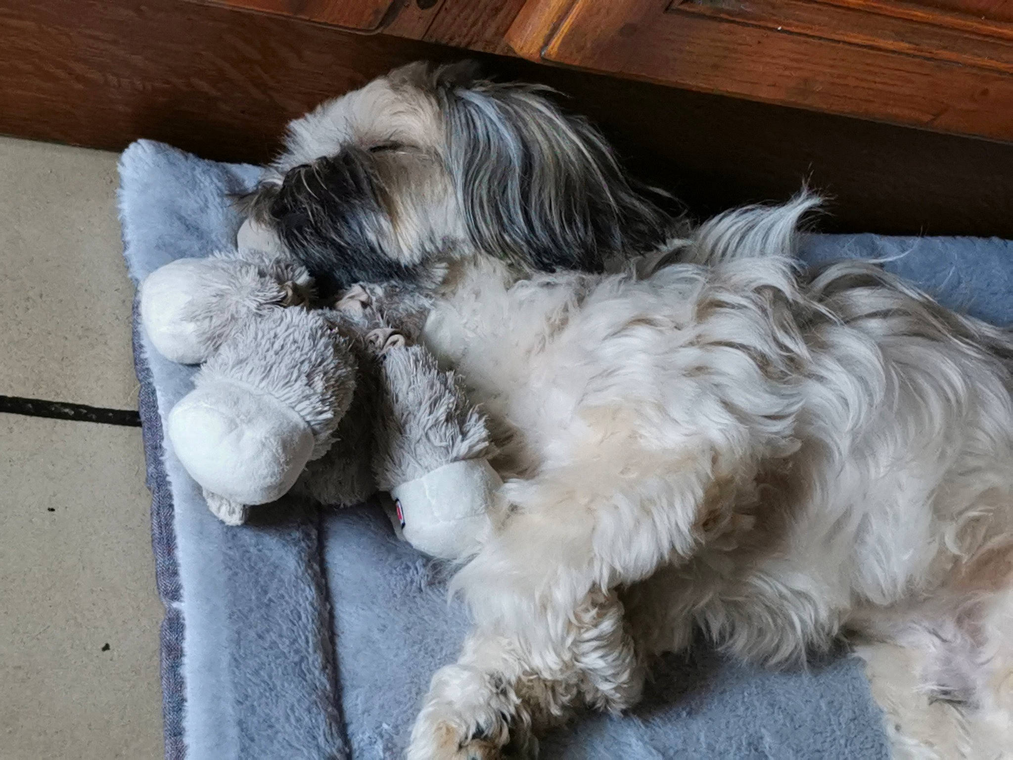 Kenzo a rejoint le concours — aidez-le/la à gagner de superbes lots ! canidae, carnivore, comfort, companion_dog, dog, dog_breed, fawn, flooring, fur, grey, liver, nap, paw, small_terrier, snout, sporting_group, tail, terrier, toy_dog, working_animal