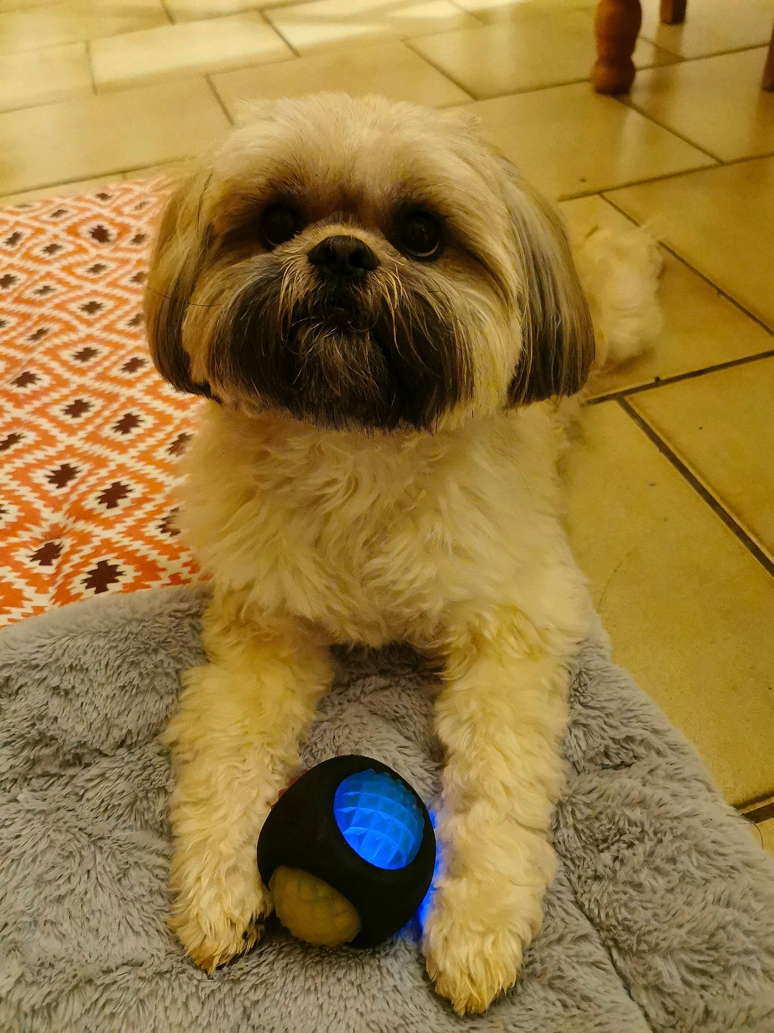 Kenzo participe au concours pour gagner de l'argent avec cette photo : canidae, carnivore, comfort, companion_dog, dog, dog_breed, dog_supply, fawn, flooring, fur, liver, maltepoo, natural_material, shih_tzu, small_terrier, snout, sporting_group, terrier, toy_dog, working_animal