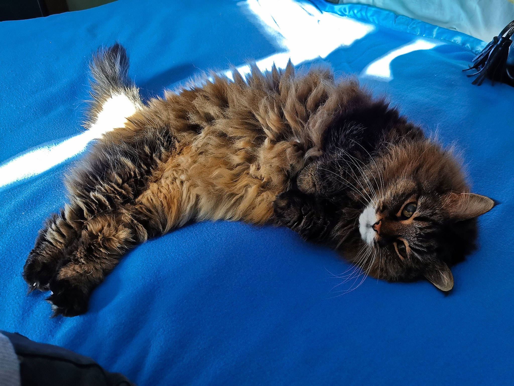 Fitzy participe au concours pour gagner de l'argent avec cette photo : black_cat, carnivore, cat, claw, comfort, domestic_short_haired_cat, felidae, fur, nap, paw, sleep, small_to_medium_sized_cats, tail, terrestrial_animal, whiskers