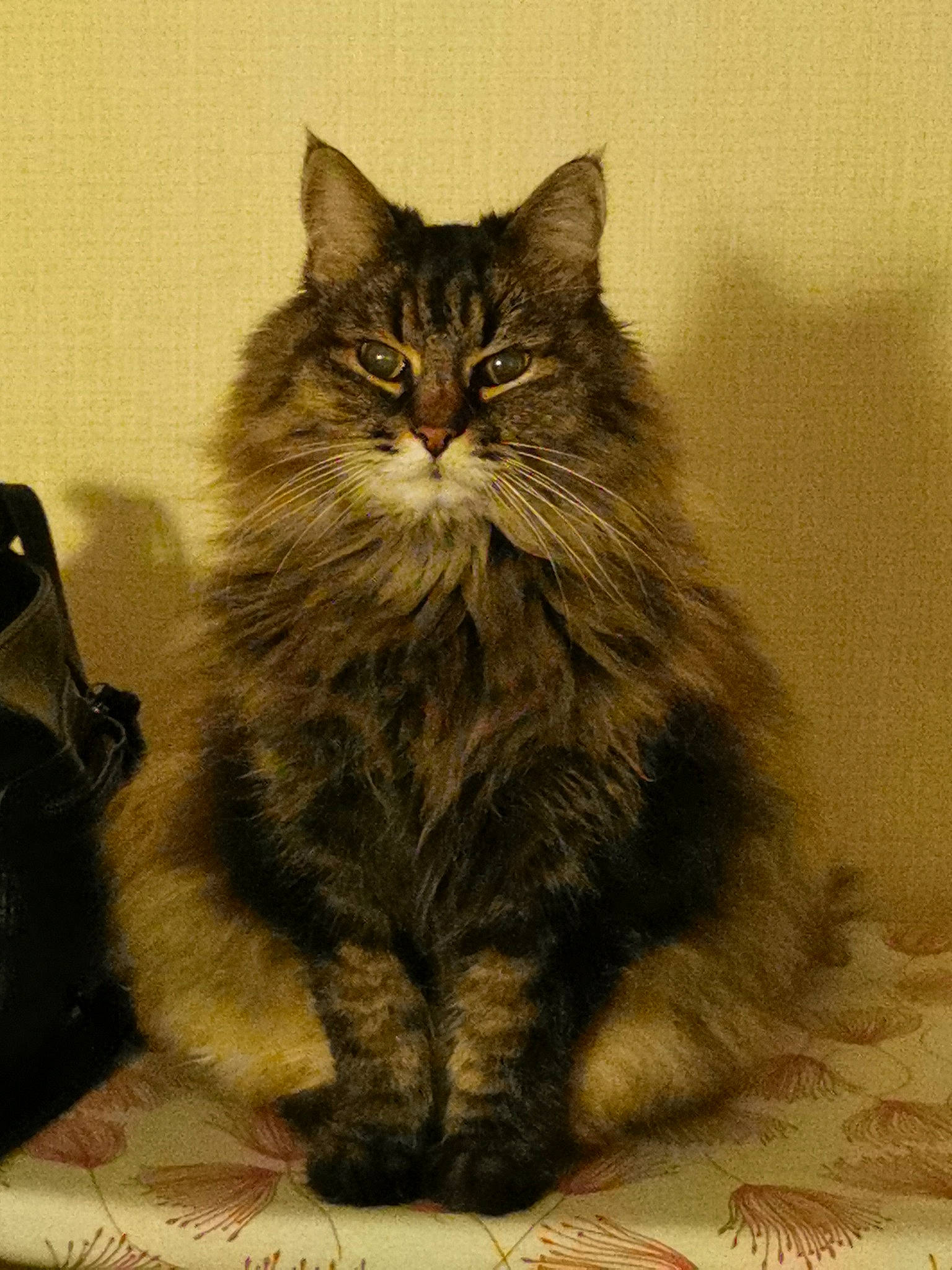 Fitzy participe au concours pour gagner de l'argent avec cette photo : box, british_longhair, carnivore, cat, domestic_short_haired_cat, felidae, fur, grey, illustration, maine_coon, paw, small_to_medium_sized_cats, snout, tail, terrestrial_animal, whiskers, wood