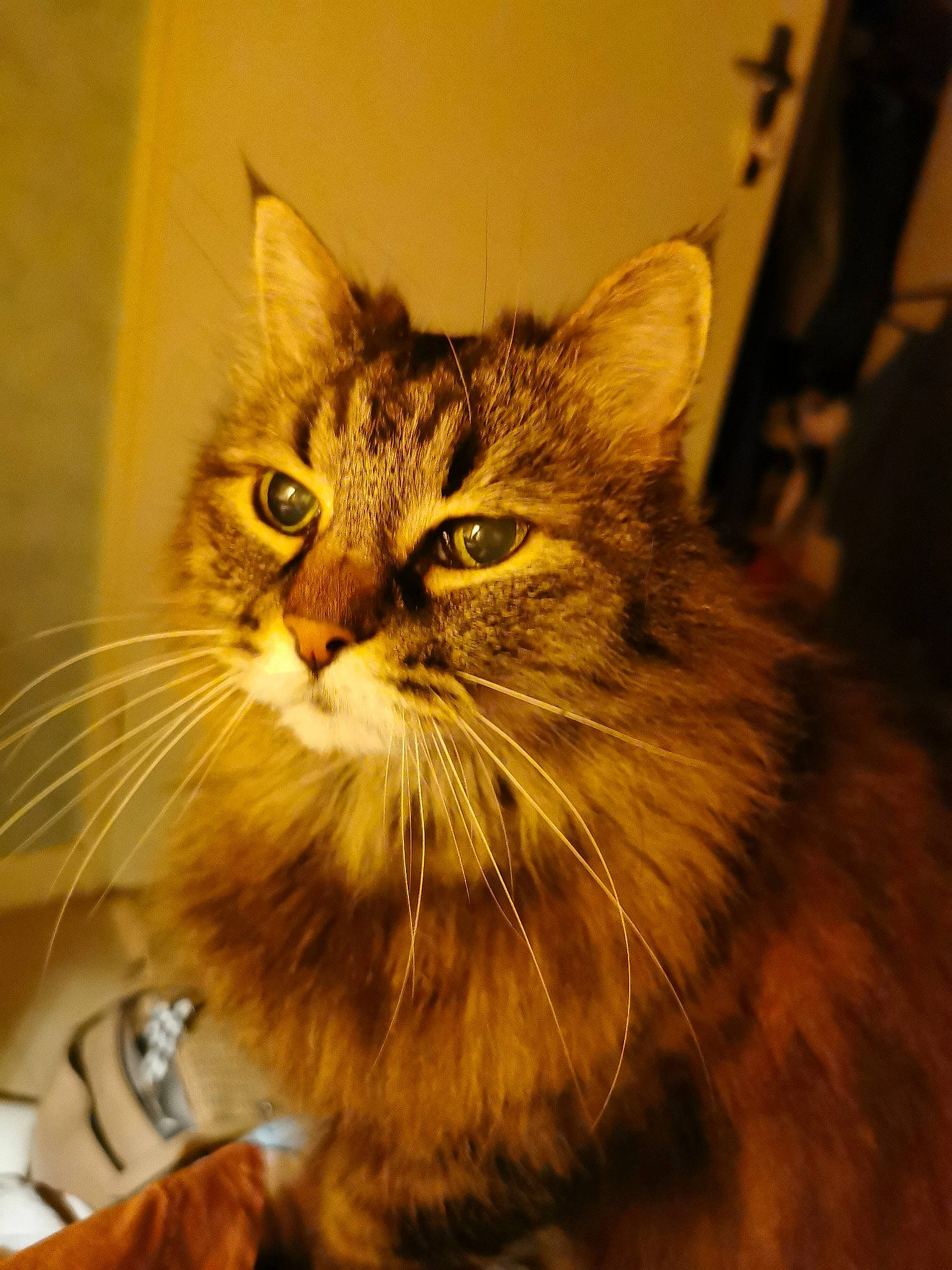 Fitzy participe au concours pour gagner de l'argent avec cette photo : carnivore, cat, domestic_short_haired_cat, door, fawn, felidae, flooring, fur, hardwood, small_to_medium_sized_cats, snout, terrestrial_animal, tire, whiskers, window, wood