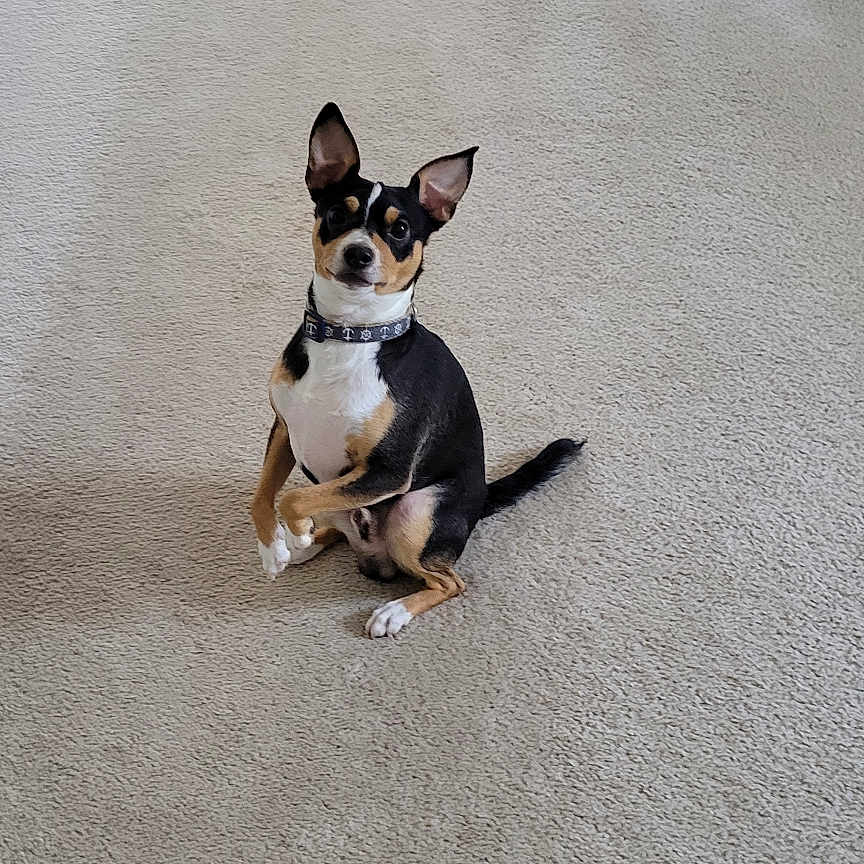 Rolo is registered to the contest to win money with this photo: animal, beige, canine, carpet, collar, companion, curious, cute, dog, domestic, ears, floor, furniture, home, indoor, looking, pet, sitting, small_dog, staircase