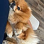 Luna joined the competition — help win amazing prizes! dog, pomeranian, puppy, fluffy, orange, pet, cute, small, fur, paw, animal, indoor, cozy, person, holding, resting, looking, face, companion, domestic