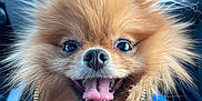 Luna is registered to the contest to win money with this photo: dog, pomeranian, pet, animal, fluffy, happy, tongue_out, leather_bag, zipper, car_interior, seat, closeup, cute, smiling, brown_fur, small_dog, companion, domestic_animal, portrait, fur