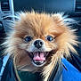 dog, pomeranian, pet, animal, fluffy, happy, tongue_out, leather_bag, zipper, car_interior, seat, closeup, cute, smiling, brown_fur, small_dog, companion, domestic_animal, portrait, fur