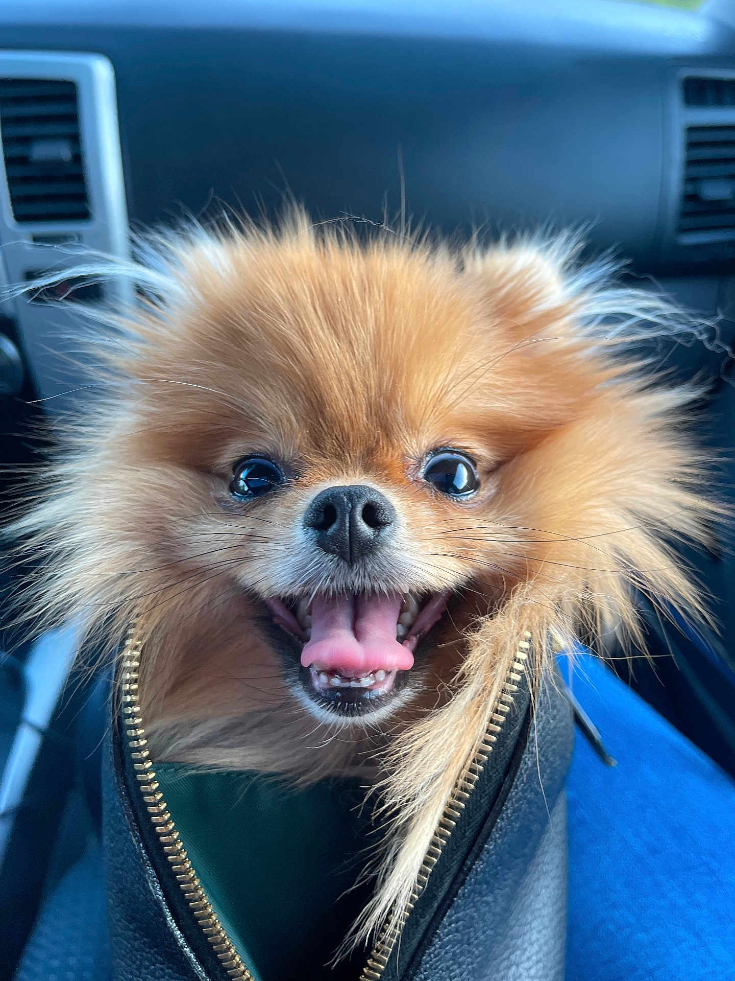 Luna is registered to the contest to win money with this photo: dog, pomeranian, pet, animal, fluffy, happy, tongue_out, leather_bag, zipper, car_interior, seat, closeup, cute, smiling, brown_fur, small_dog, companion, domestic_animal, portrait, fur