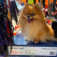 Luna joined the competition — help win amazing prizes! dog, pomeranian, fluffy, tongue_out, boxes, market, outdoor, harnesses, leashes, person, blurred_background, sunlight, pet, animal, retail, shopping, colorful, fur, small_dog, cute