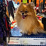 dog, pomeranian, fluffy, tongue_out, boxes, market, outdoor, harnesses, leashes, person, blurred_background, sunlight, pet, animal, retail, shopping, colorful, fur, small_dog, cute
