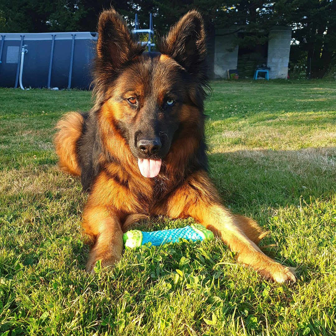 Odin a rejoint le concours — aidez-le/la à gagner de superbes lots ! animal, backyard, canine, dog, ears_up, german_shepherd, grass, greenery, heterochromia, lying_down, nature, outdoor, pet, playful, pool, summer, sunlight, tongue_out, toy, tree
