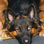 Odin participe au concours pour gagner de l'argent avec cette photo : dog, german_shepherd, heterochromia, brown_eye, blue_eye, lying_down, close_up, pet, animal, fur, ears, nose, floor, carpet, indoor, portrait, mammal, canine, cute, relaxed