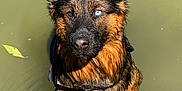 Odin participe au concours pour gagner de l'argent avec cette photo : dog, german_shepherd, water, wet_fur, heterochromia, animal, pet, outdoor, nature, canine, ears, snout, fur, water_bubbles, leaf, standing, closeup, portrait, vivid_colors, sunlight