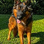 dog, german_shepherd, canine, animal, pet, grass, outdoor, sunlight, tongue_out, fur, ears, eyes, nature, mammal, portrait, standing, greenery, playful, companion, happy