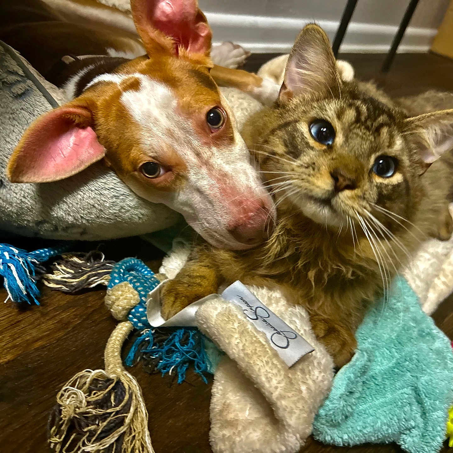 Kazumy joined the competition — help win amazing prizes! animal, blanket, cat, close_up, companion, curious, cute, dog, domestic, ears, friendship, fur, indoor, pet, playful, resting, snuggling, toy, whiskers, wooden_floor