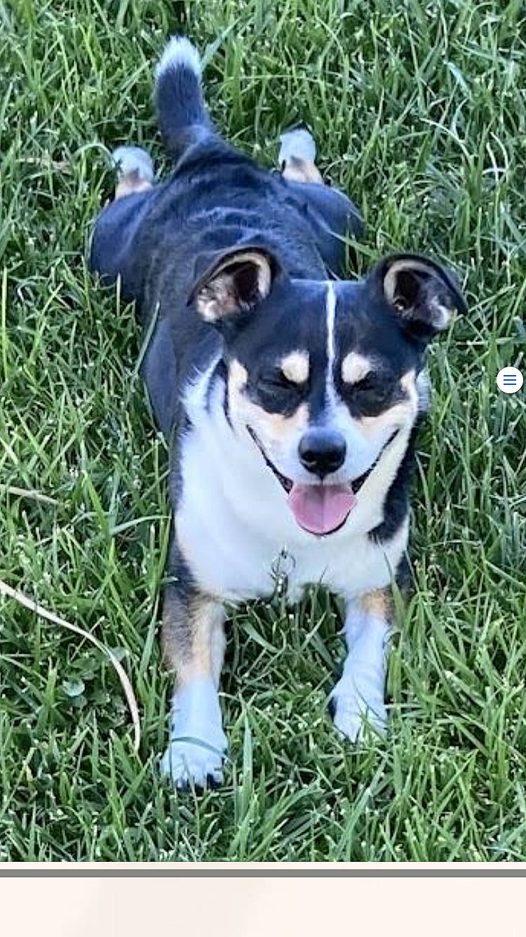 Buddy joined the competition — help win amazing prizes! adventure, ancient_dog_breeds, carnivore, collar, companion_dog, dog, dog_breed, dog_supply, electric_blue, fashion_accessory, grass, groundcover, non_sporting_group, plant, puppy, tail, working_animal, working_dog