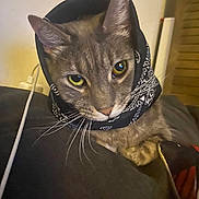 Lala is registered to the contest to win money with this photo: cat, tabby_cat, bandana, pet, animal, indoor, whiskers, yellow_eyes, fur, close_up, face, ears, relaxed, couch, domestic_cat, curious, portrait, feline, mammal, cute
