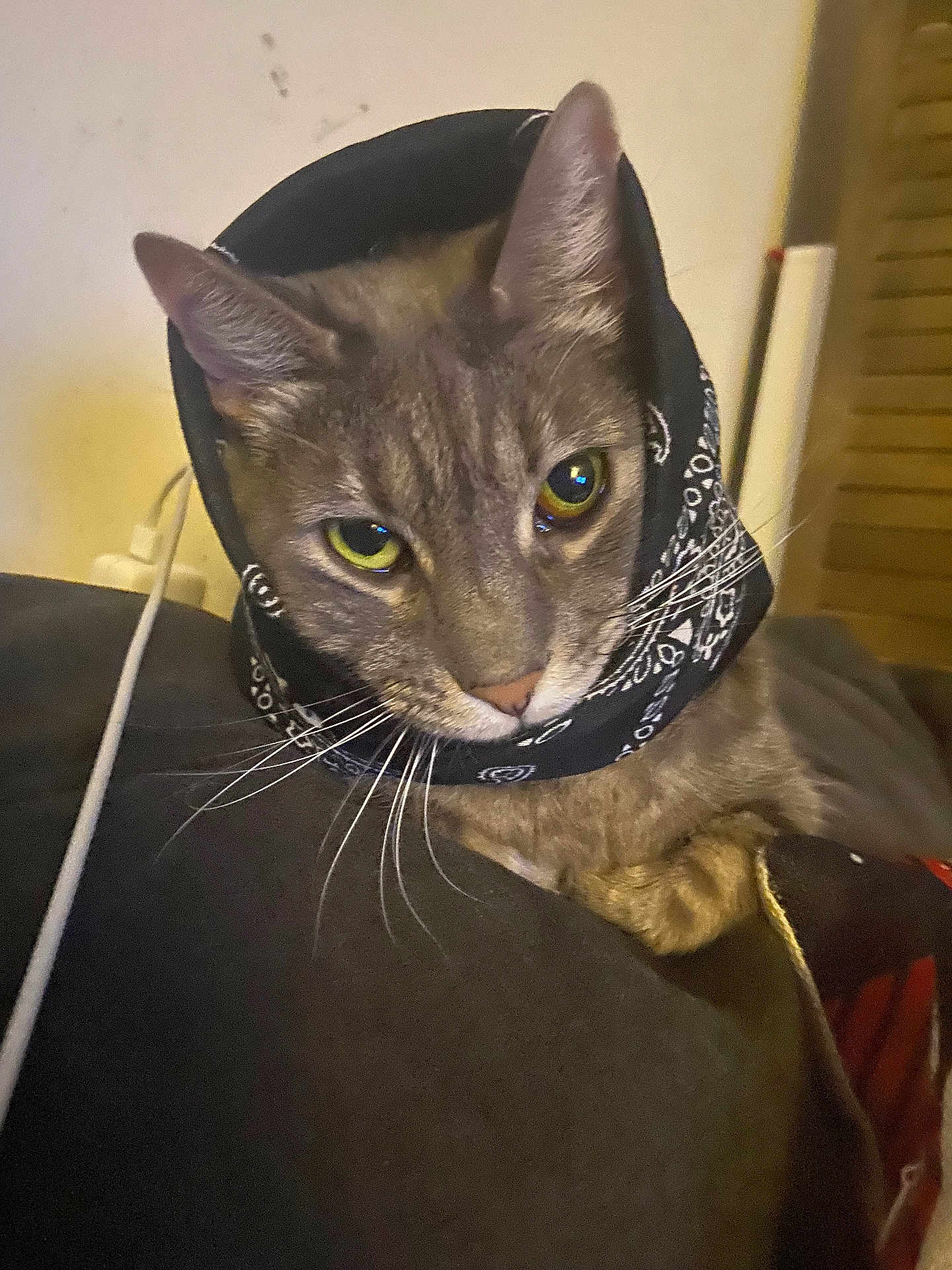 Lala is registered to the contest to win money with this photo: cat, tabby_cat, bandana, pet, animal, indoor, whiskers, yellow_eyes, fur, close_up, face, ears, relaxed, couch, domestic_cat, curious, portrait, feline, mammal, cute