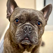 Milan joined the competition — help win amazing prizes! dog, french_bulldog, pet, close_up, indoor, brown_fur, ears, face, nose, eyes, portrait, animal, canine, muzzle, whiskers, fur, looking_up, companion, domestic, cute