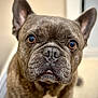 animal, brown_fur, canine, close_up, companion, cute, dog, domestic, ears, eyes, face, french_bulldog, fur, indoor, looking_up, muzzle, nose, pet, portrait, whiskers