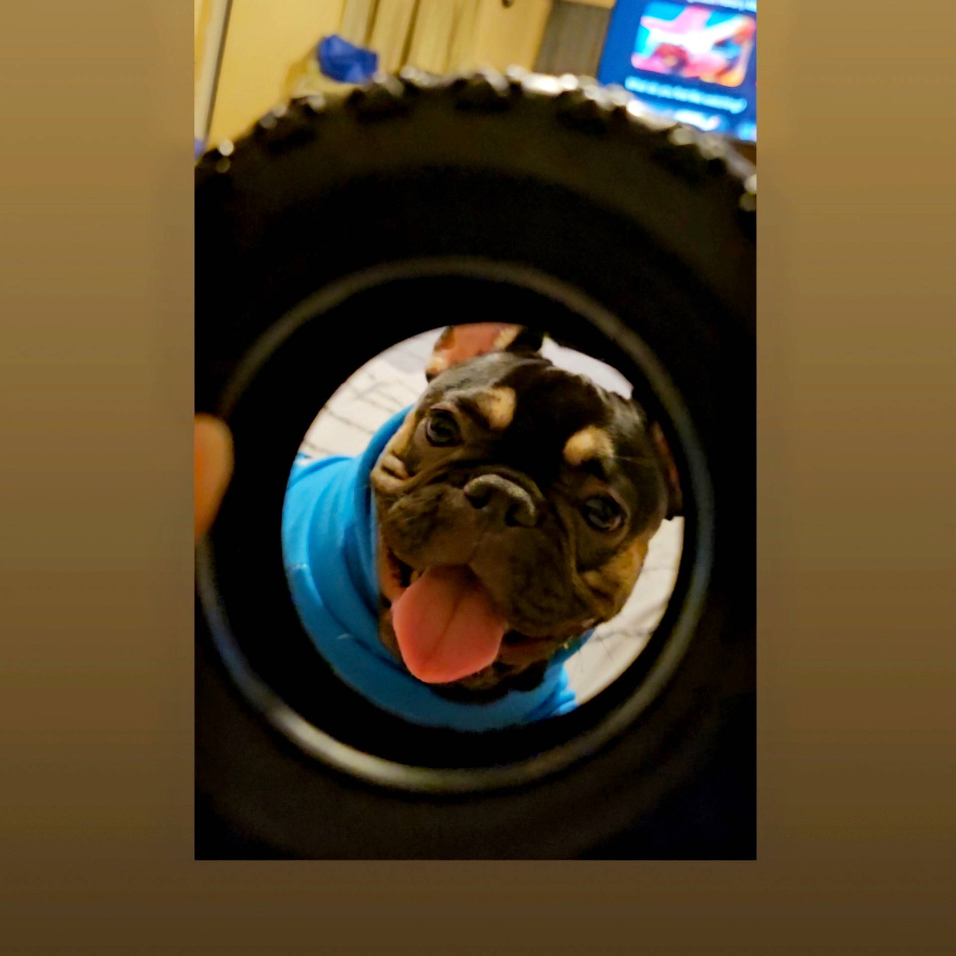 Raven is registered to the contest to win money with this photo: alloywheel, animal, bulldog, canine, car, carwheel, dog, electronics, frenchbulldog, machine, pet, photography, pug, puppy, screen, spoke, tire, transportation, vehicle, wheel