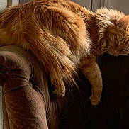 Cookie participe au concours pour gagner de l'argent avec cette photo : cat, orange_cat, fluffy, sleeping, chair, velvet, armrest, furniture, cozy, indoor, pet, relaxed, resting, domestic_animal, cute, fur, calm, home, quiet, soft_light