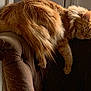 cat, orange_cat, fluffy, sleeping, chair, velvet, armrest, furniture, cozy, indoor, pet, relaxed, resting, domestic_animal, cute, fur, calm, home, quiet, soft_light