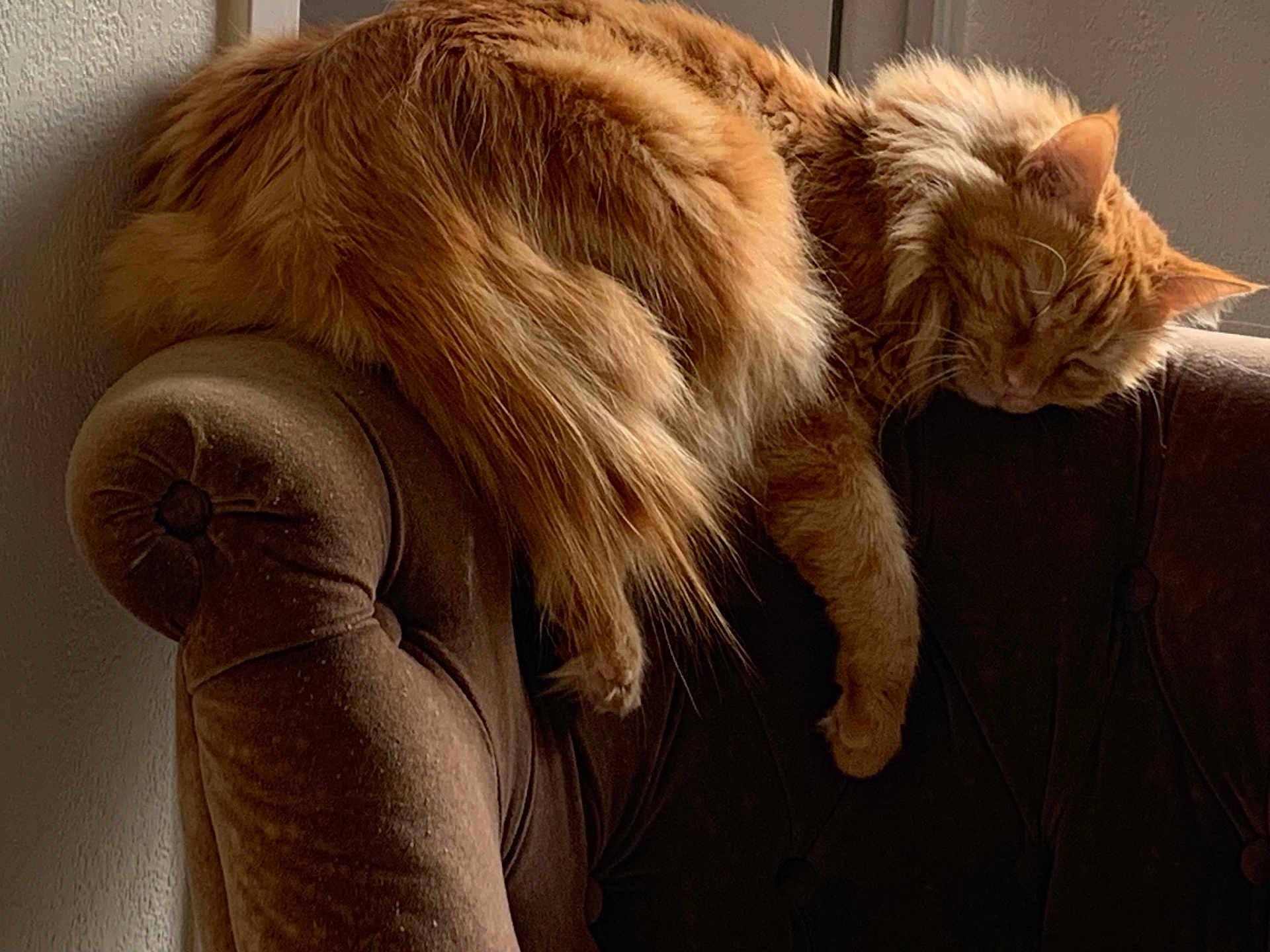 Cookie participe au concours pour gagner de l'argent avec cette photo : cat, orange_cat, fluffy, sleeping, chair, velvet, armrest, furniture, cozy, indoor, pet, relaxed, resting, domestic_animal, cute, fur, calm, home, quiet, soft_light