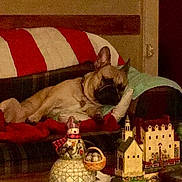 Sage Eugene is registered to the contest to win money with this photo: dog, couch, pillow, red_stripes, white_stripes, blanket, holiday_decor, snowman_figurine, miniature_houses, indoor, relaxed, pet, brown_dog, living_room, furniture, decorations, cozy, resting, home, christmas