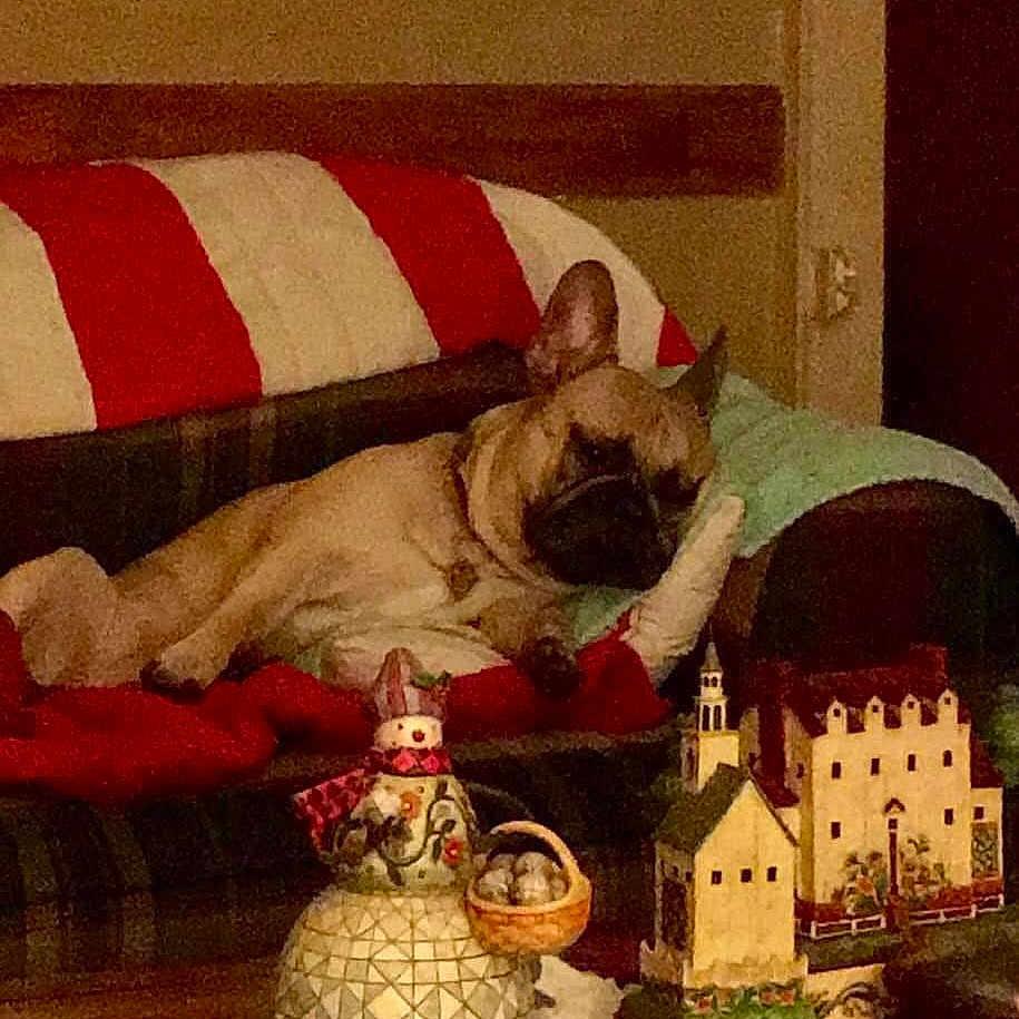 Sage Eugene is registered to the contest to win money with this photo: dog, couch, pillow, red_stripes, white_stripes, blanket, holiday_decor, snowman_figurine, miniature_houses, indoor, relaxed, pet, brown_dog, living_room, furniture, decorations, cozy, resting, home, christmas